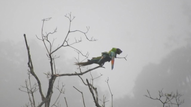 Great Green Macaw - ML723928