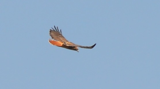Red-tailed Hawk - Spencer Vanderhoof