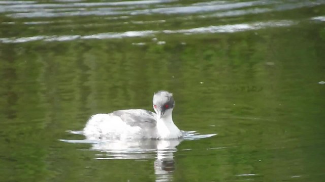 Silvery Grebe (Andean) - ML723932
