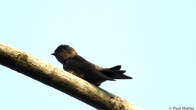 Southern Rough-winged Swallow - ML723940