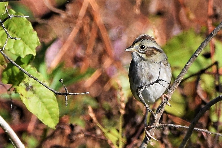 Swamp Sparrow - Ed Leigh