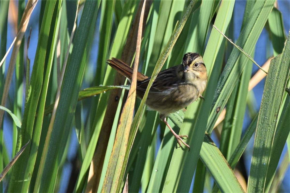 Swamp Sparrow - Ed Leigh