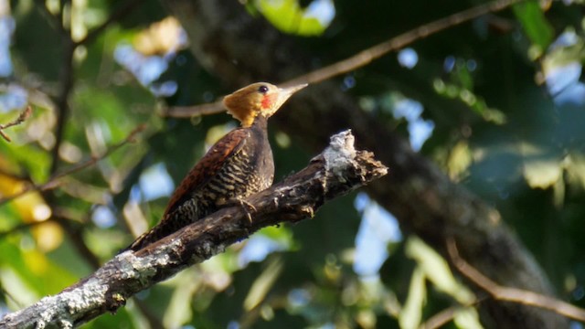 Ringed Woodpecker (Ringed) - ML723946
