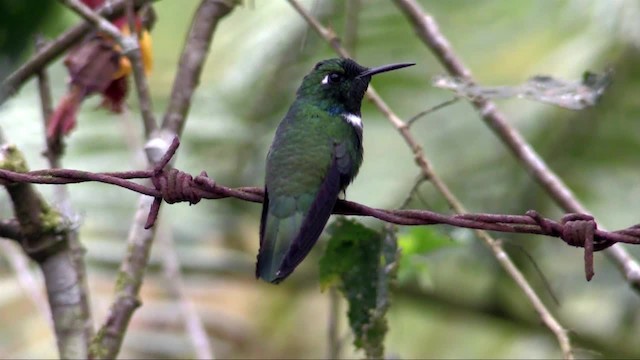 kolibřík bělohrdlý - ML723951