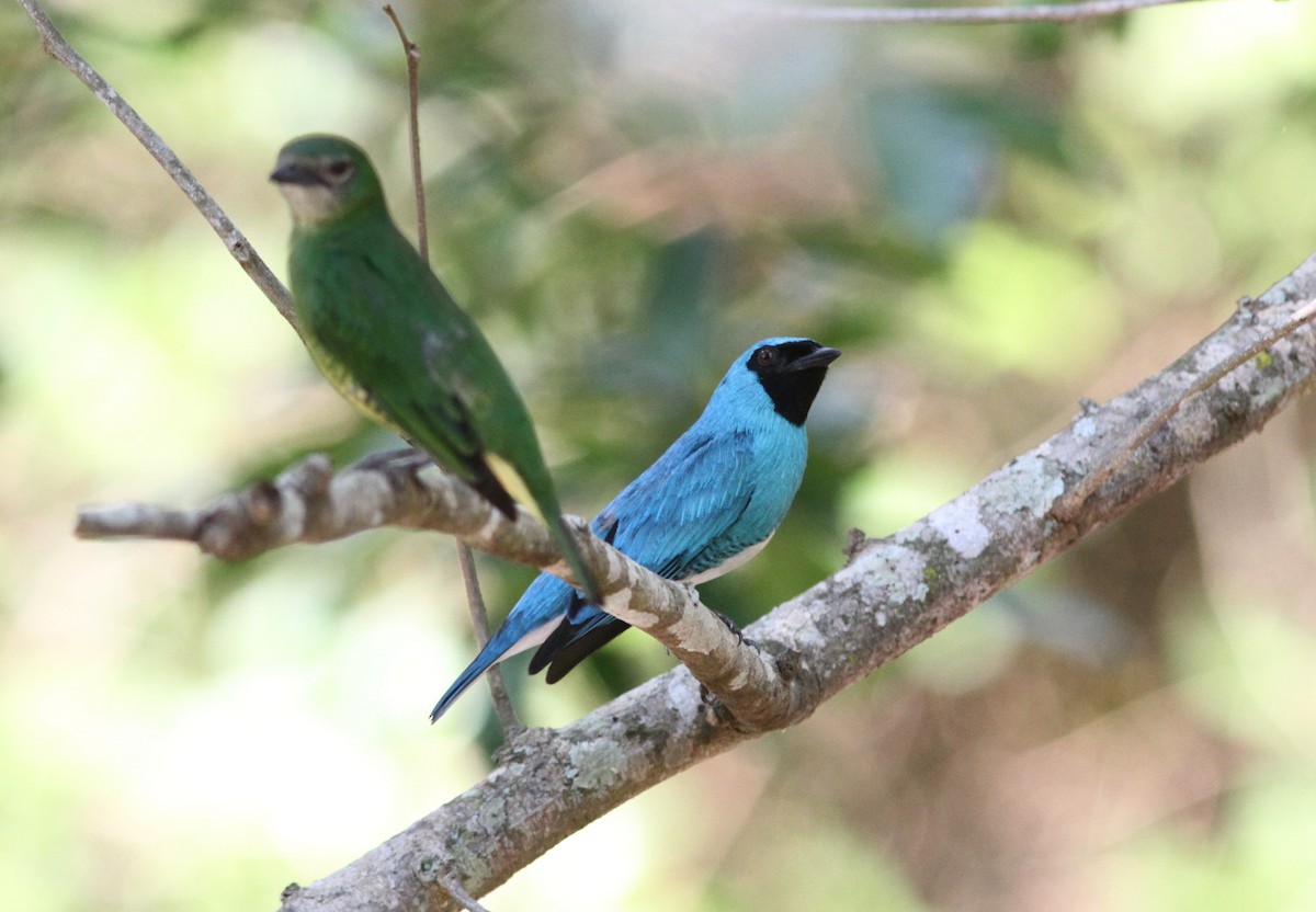 Swallow Tanager - ML72395131