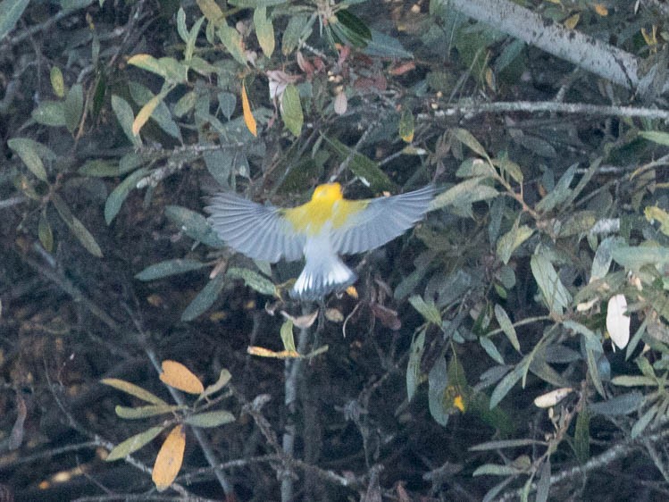 Prothonotary Warbler - David Lawrence