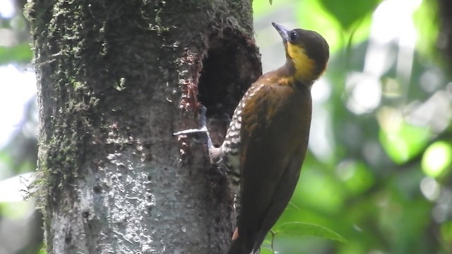 Lita Woodpecker - ML723954