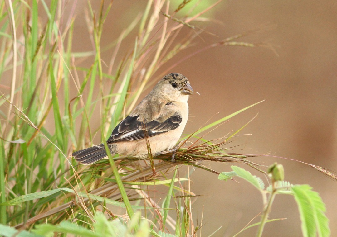 Copper Seedeater - ML72395561