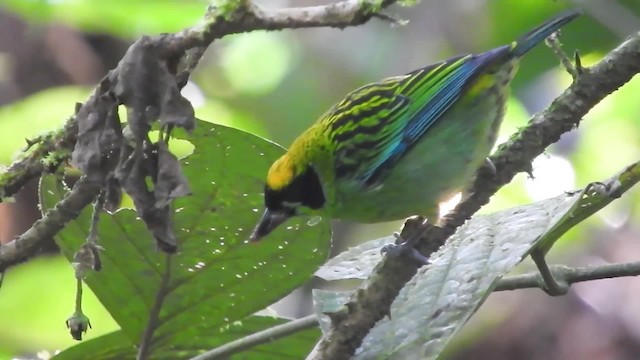Green-and-gold Tanager - ML723956
