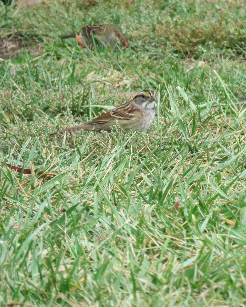 White-throated Sparrow - ML72395681