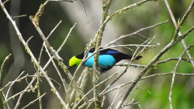 Paradise Tanager - ML723957