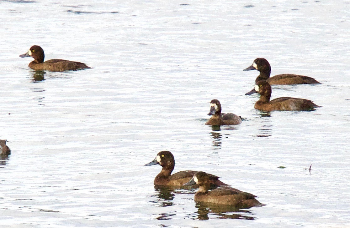 Greater Scaup - ML72395851