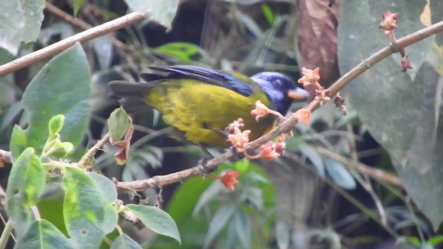 Moss-backed Tanager - ML723961