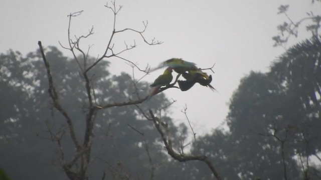 Great Green Macaw - ML723964