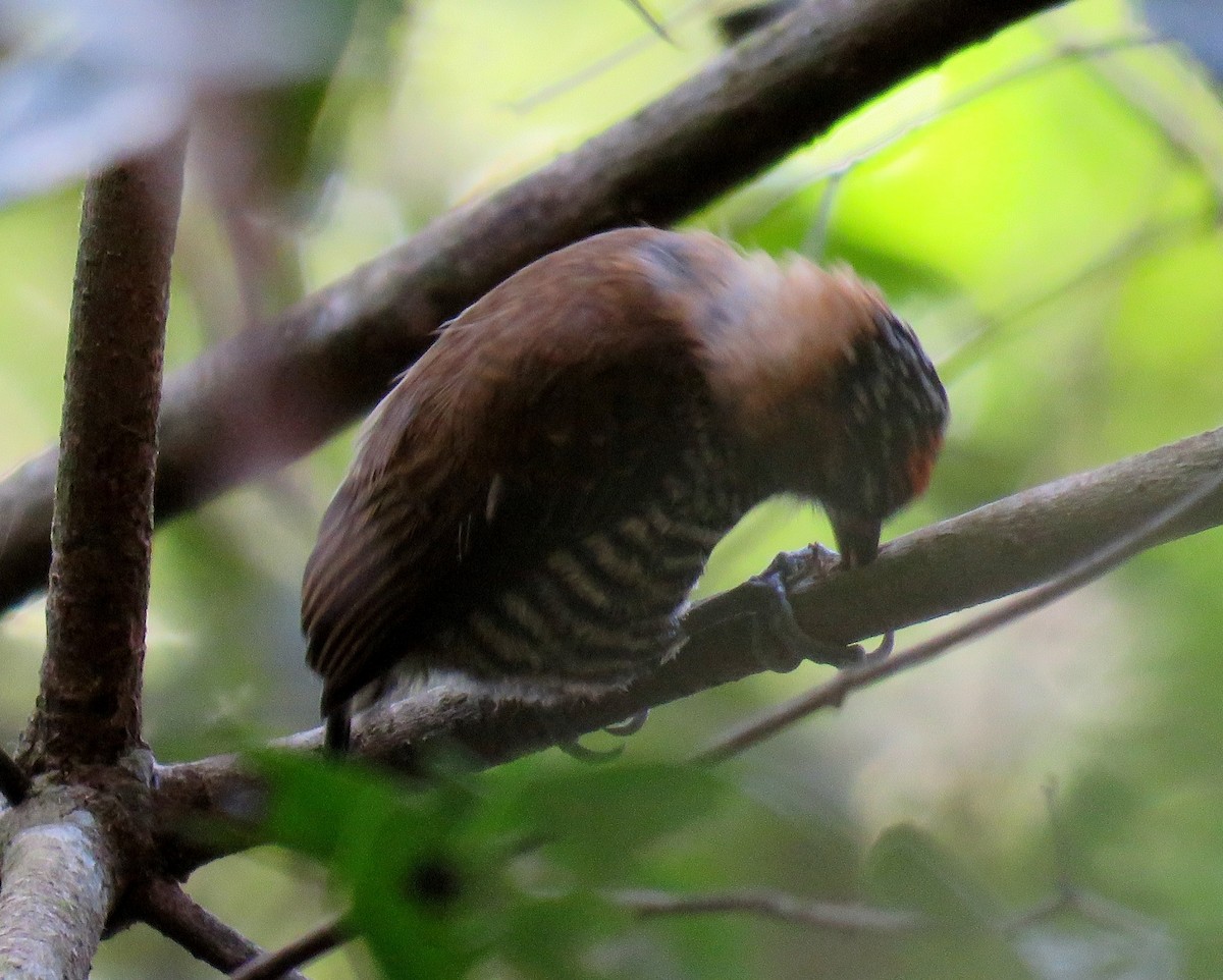 Ochre-collared Piculet - ML72396471