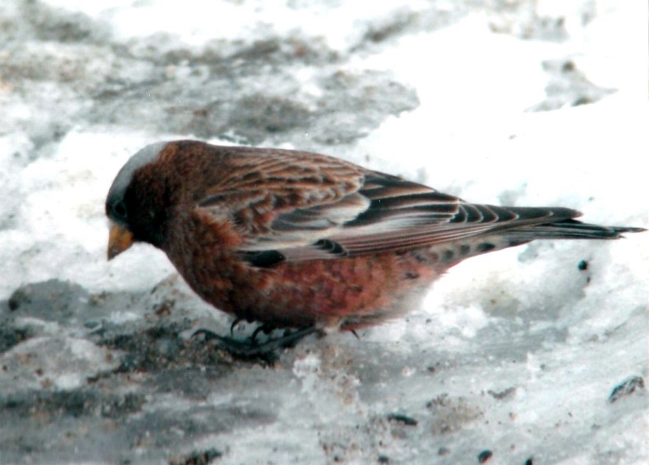Gray-crowned Rosy-Finch - Kayo Roy