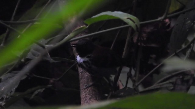 Spotted Antbird - ML723966