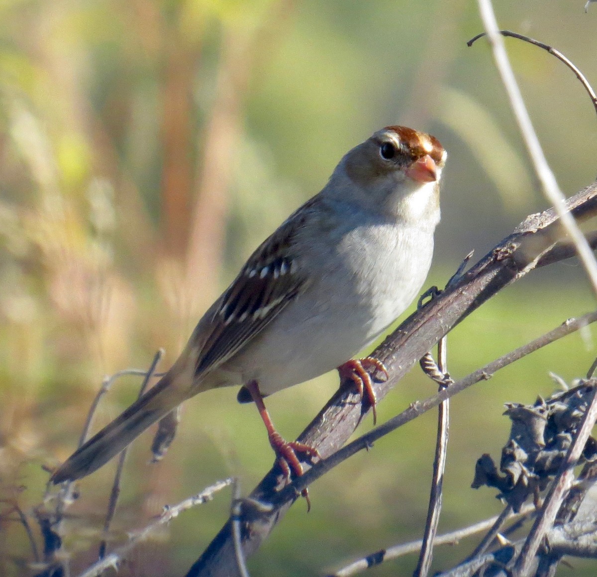 White-crowned Sparrow - Don Glasco