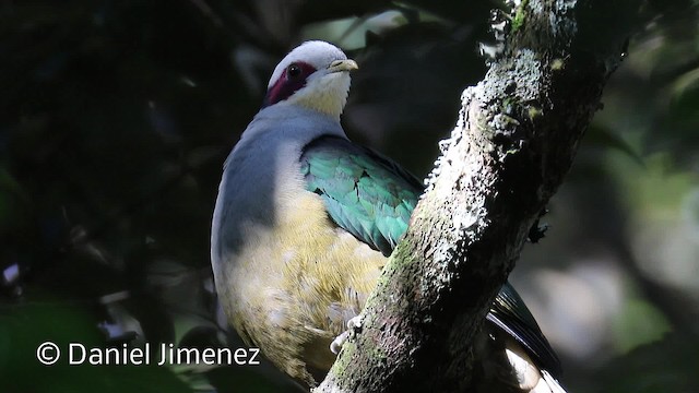 Red-eared Fruit-Dove (Red-eared) - ML724000