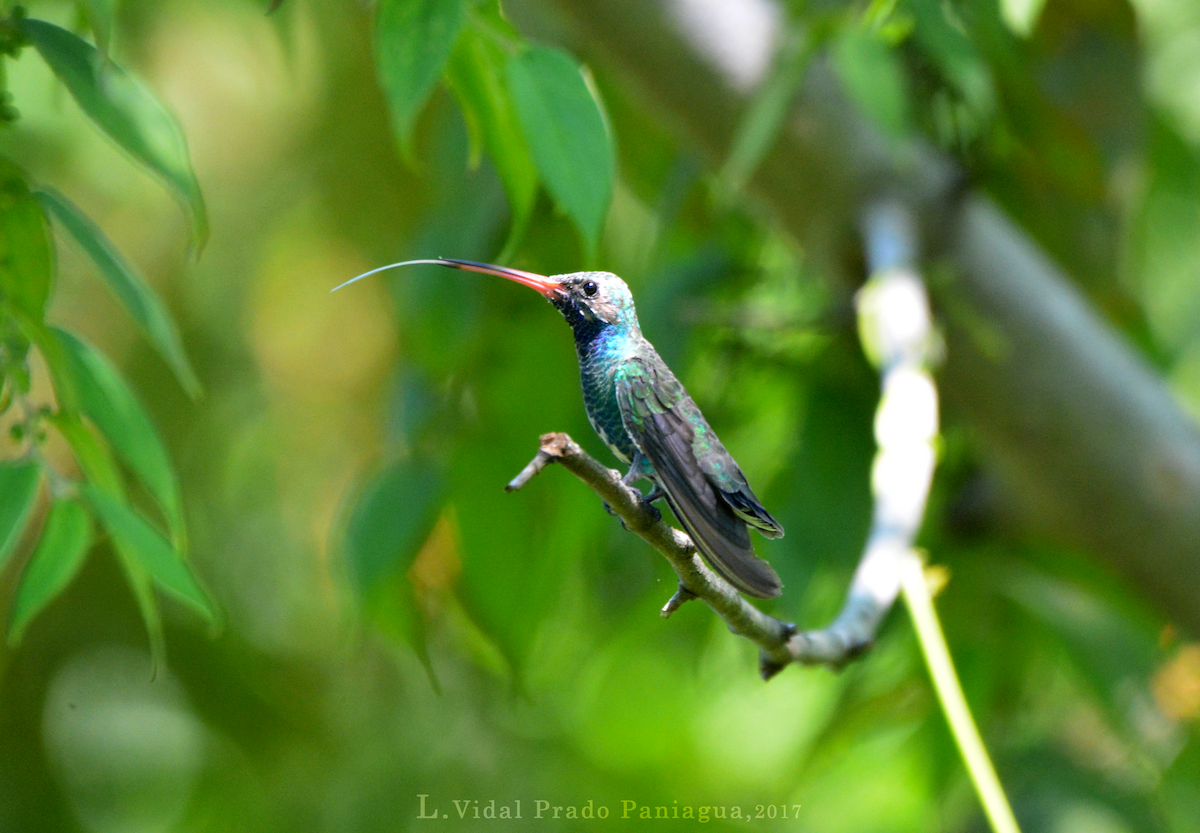 Broad-billed Hummingbird - L.Vidal Prado Paniagua