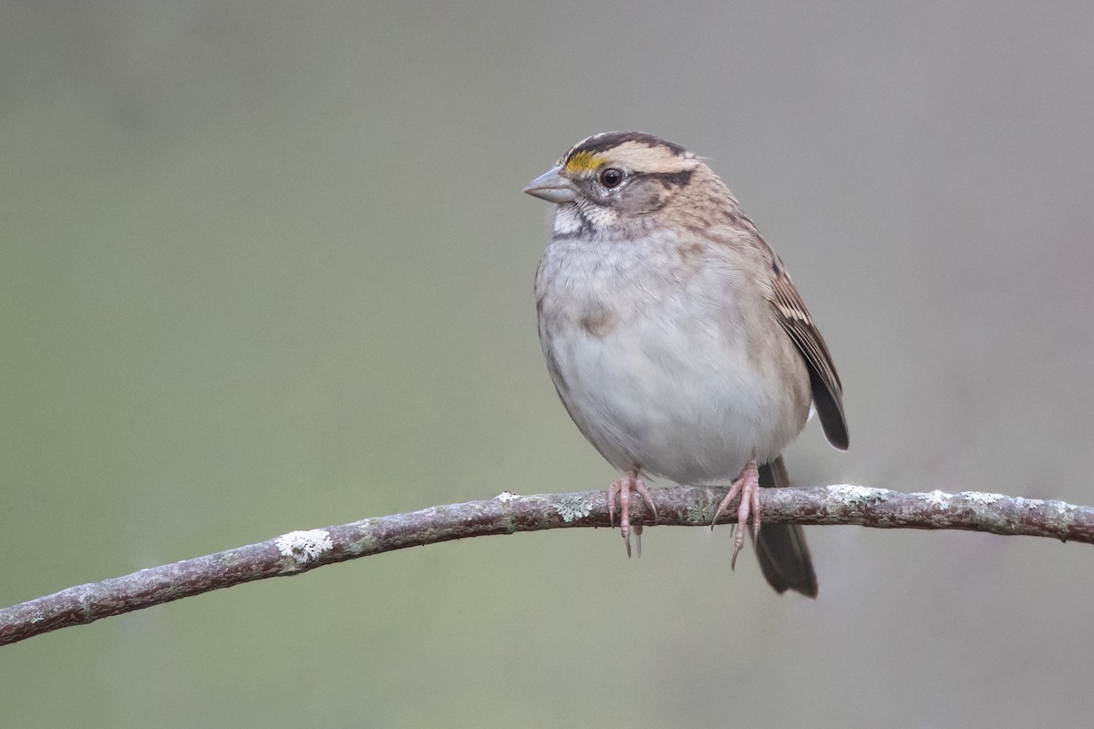 White-throated Sparrow - Brendan Klick