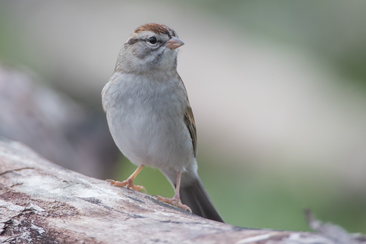 Chipping Sparrow - Brendan Klick