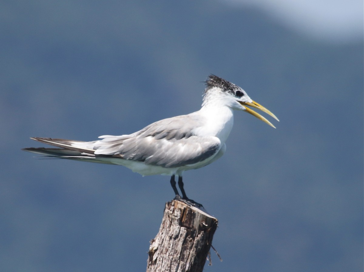 Great Crested Tern - Gil Ewing