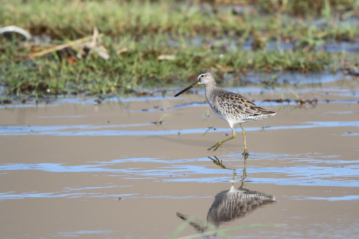 Long-billed Dowitcher - ML72404771