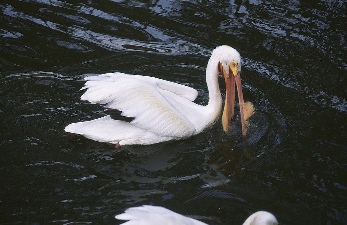 American White Pelican - ML724065