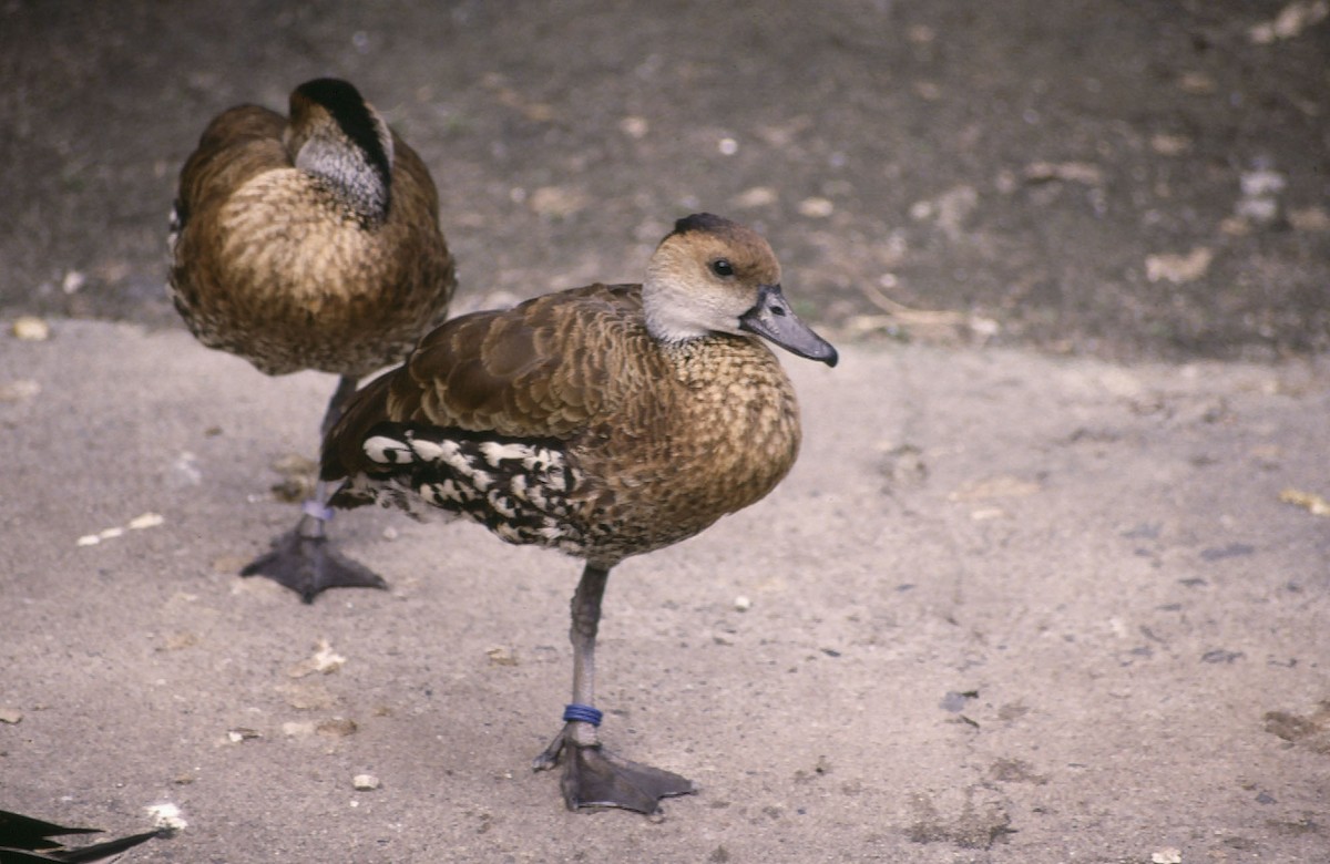 West Indian Whistling-Duck - ML724066