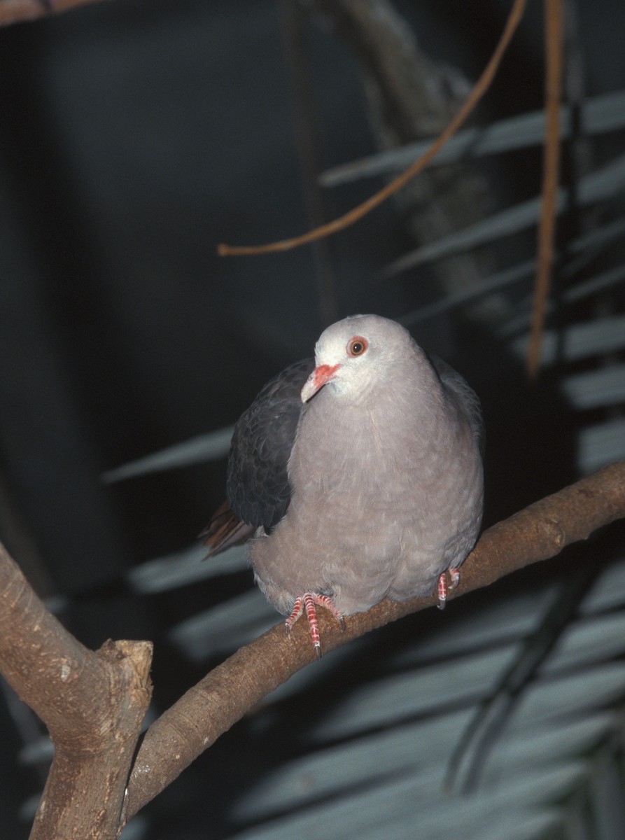 Pink Pigeon - marvin hyett
