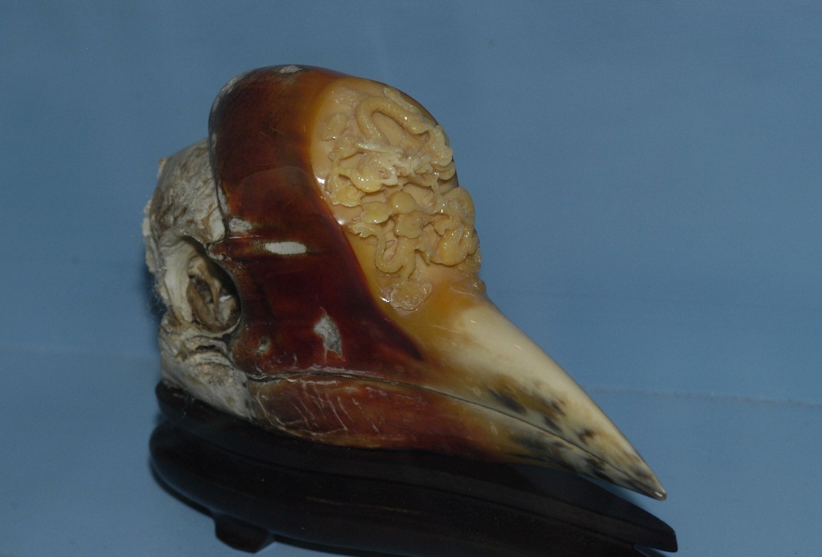 Helmeted Hornbill - marvin hyett