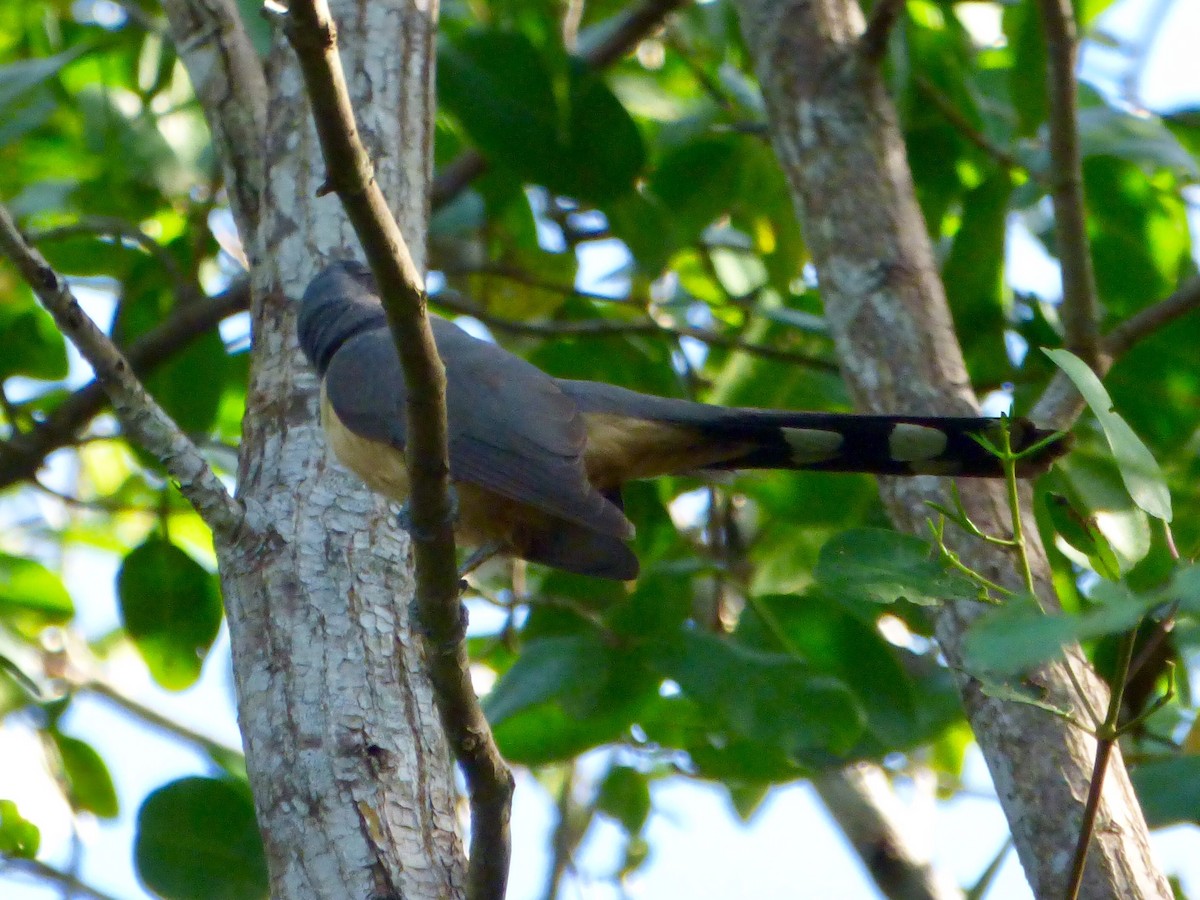 Mangrove Cuckoo - ML72407931