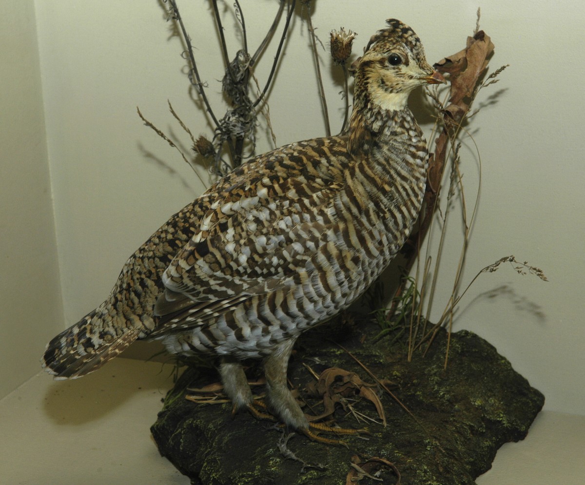 Greater Prairie-Chicken - marvin hyett