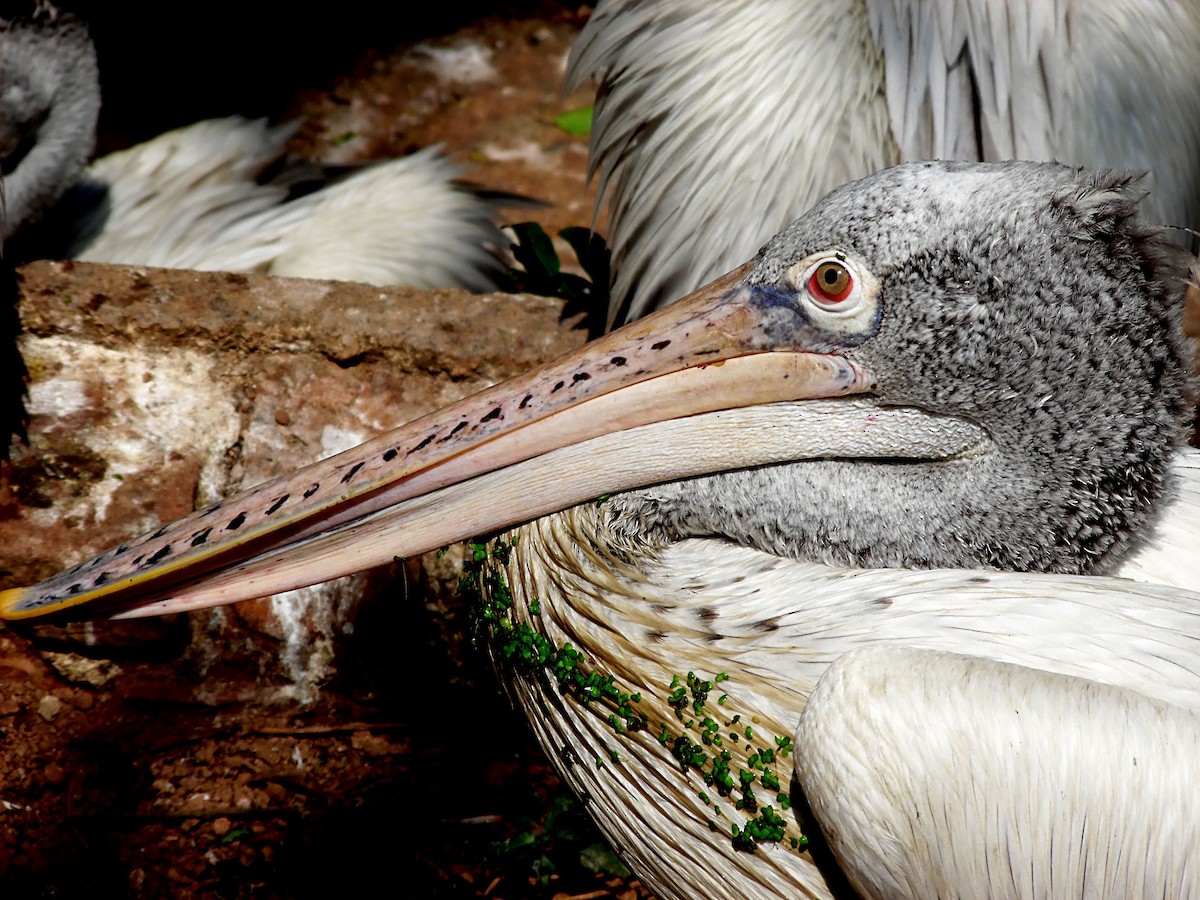 Spot-billed Pelican - Asiri  Gauthamadsa