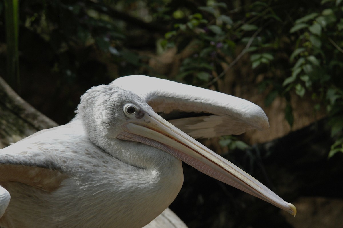 Pink-backed Pelican - marvin hyett