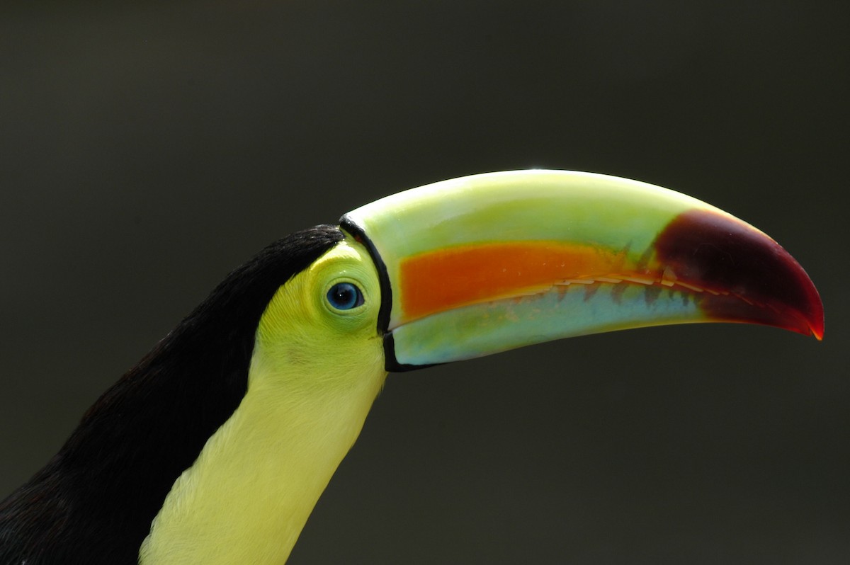 Keel-billed Toucan - marvin hyett