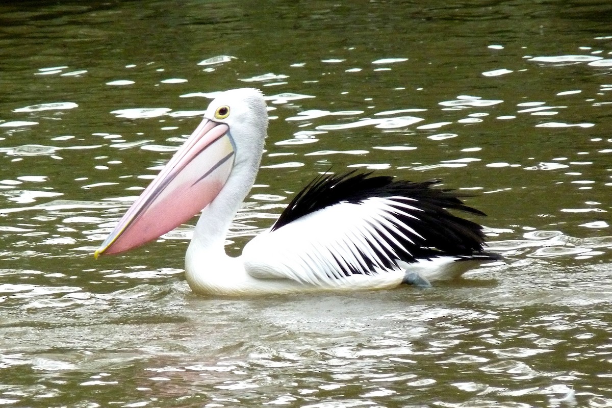 Australian Pelican - Joseph Hollick