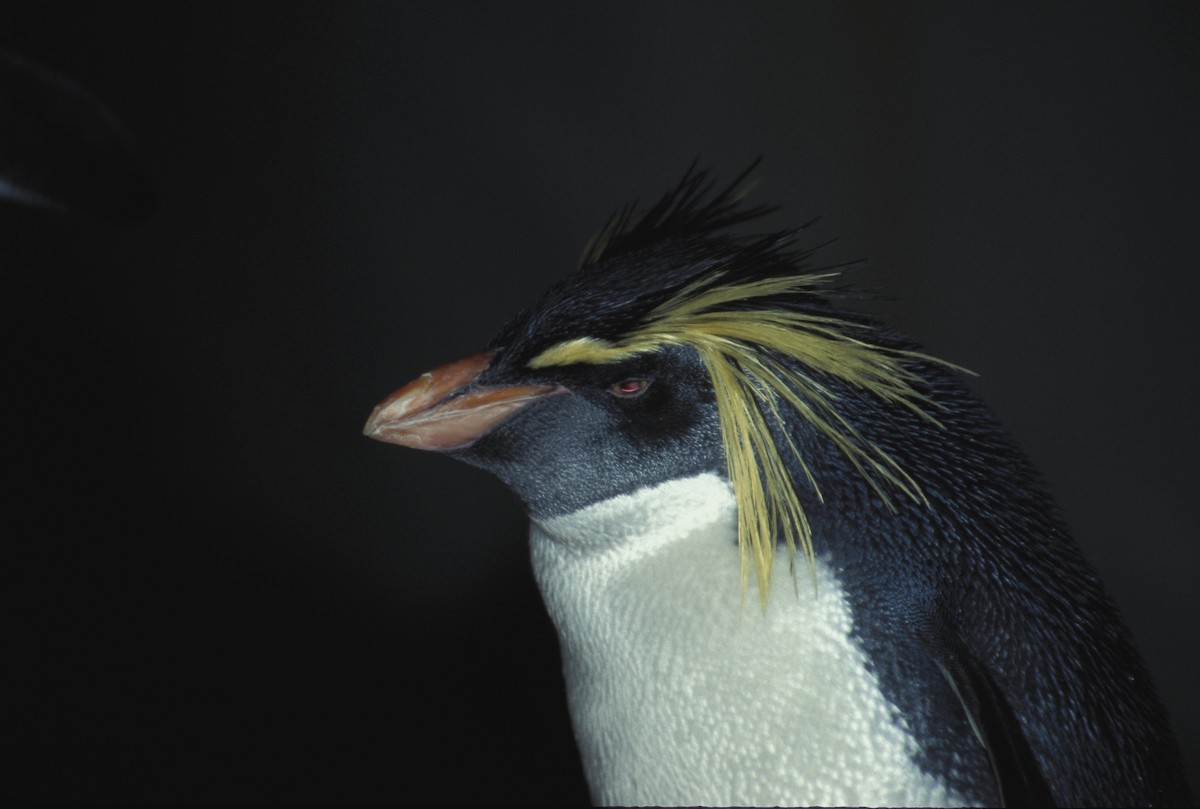Southern Rockhopper Penguin - marvin hyett