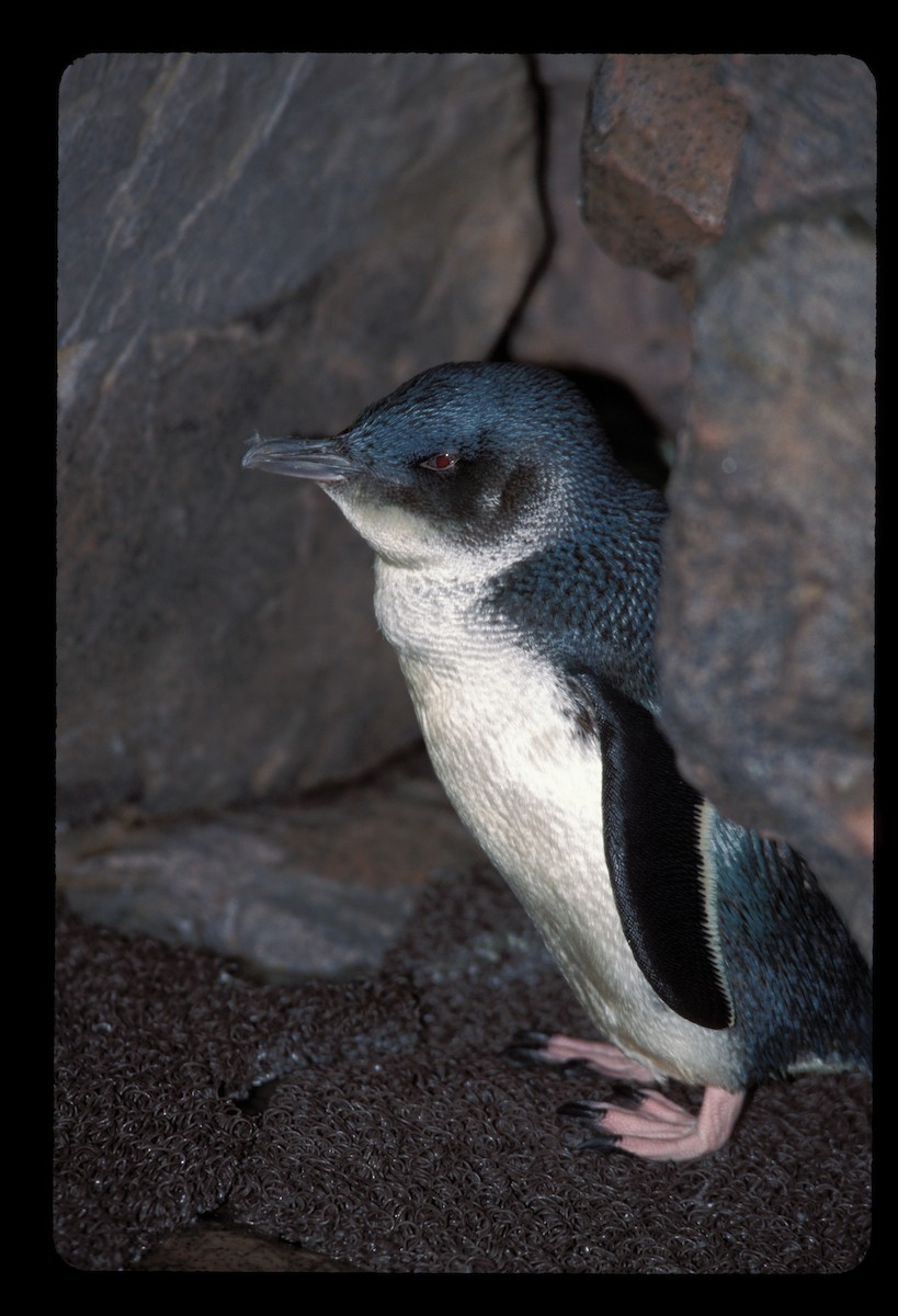 Little Penguin - marvin hyett