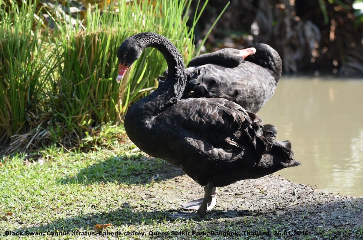 Black Swan - ML724122