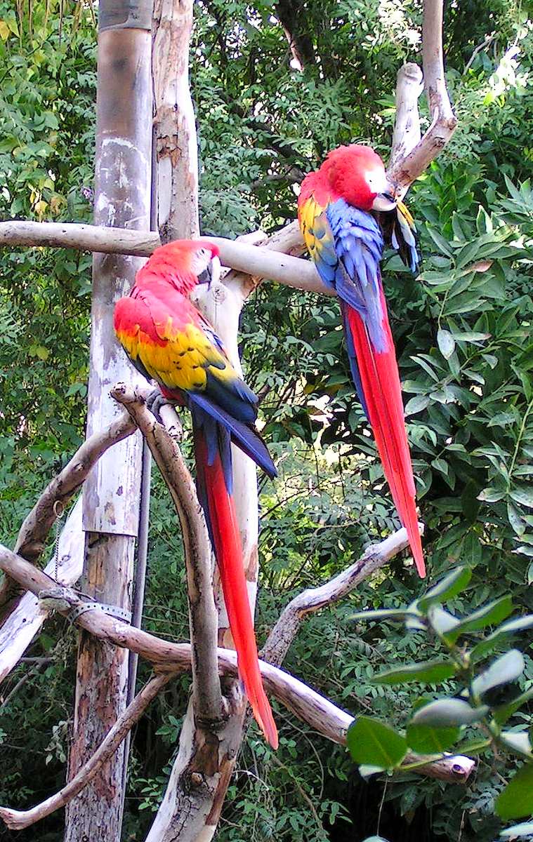 Scarlet Macaw - ML724128