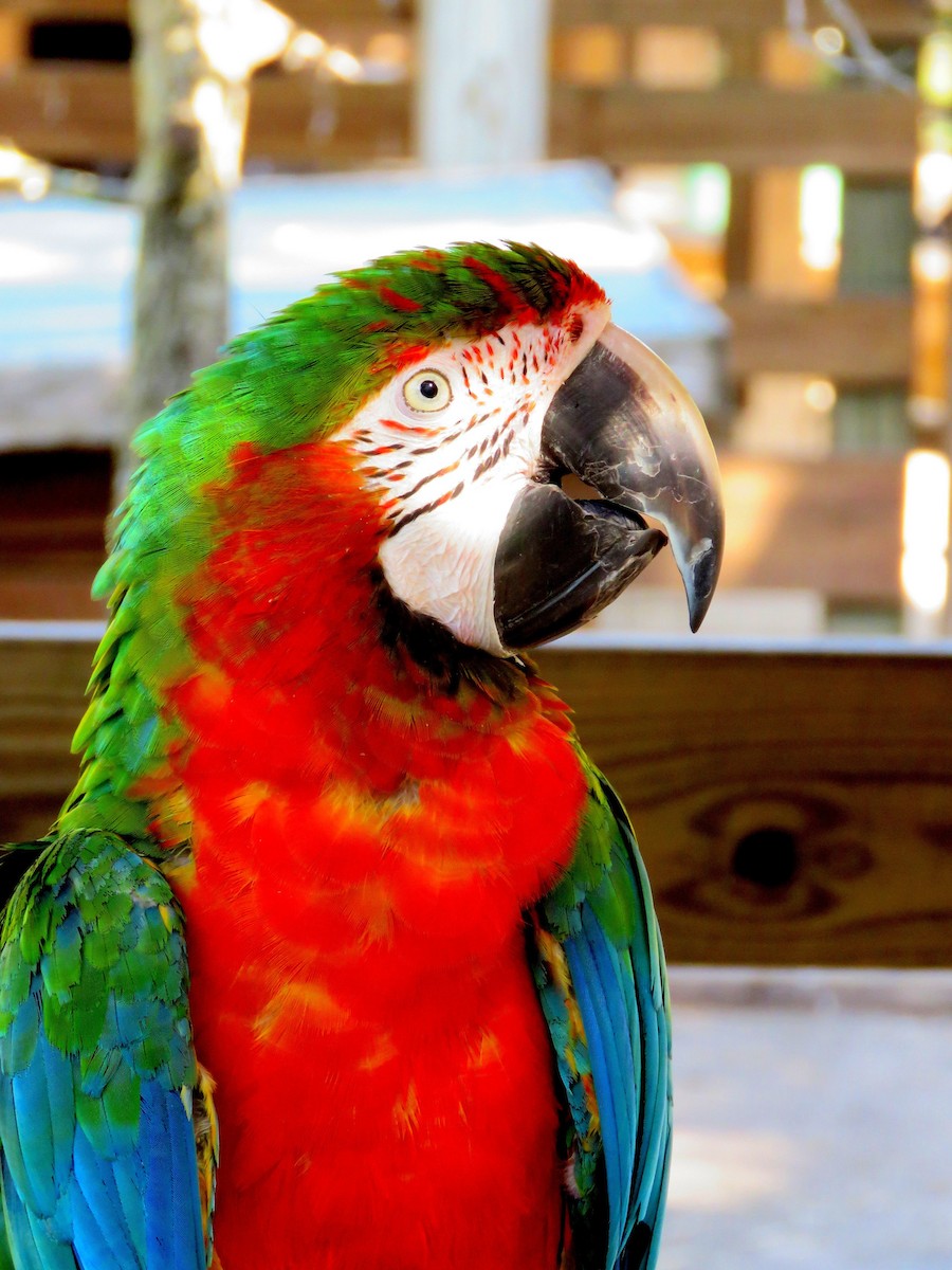 large macaw sp. - ML724129