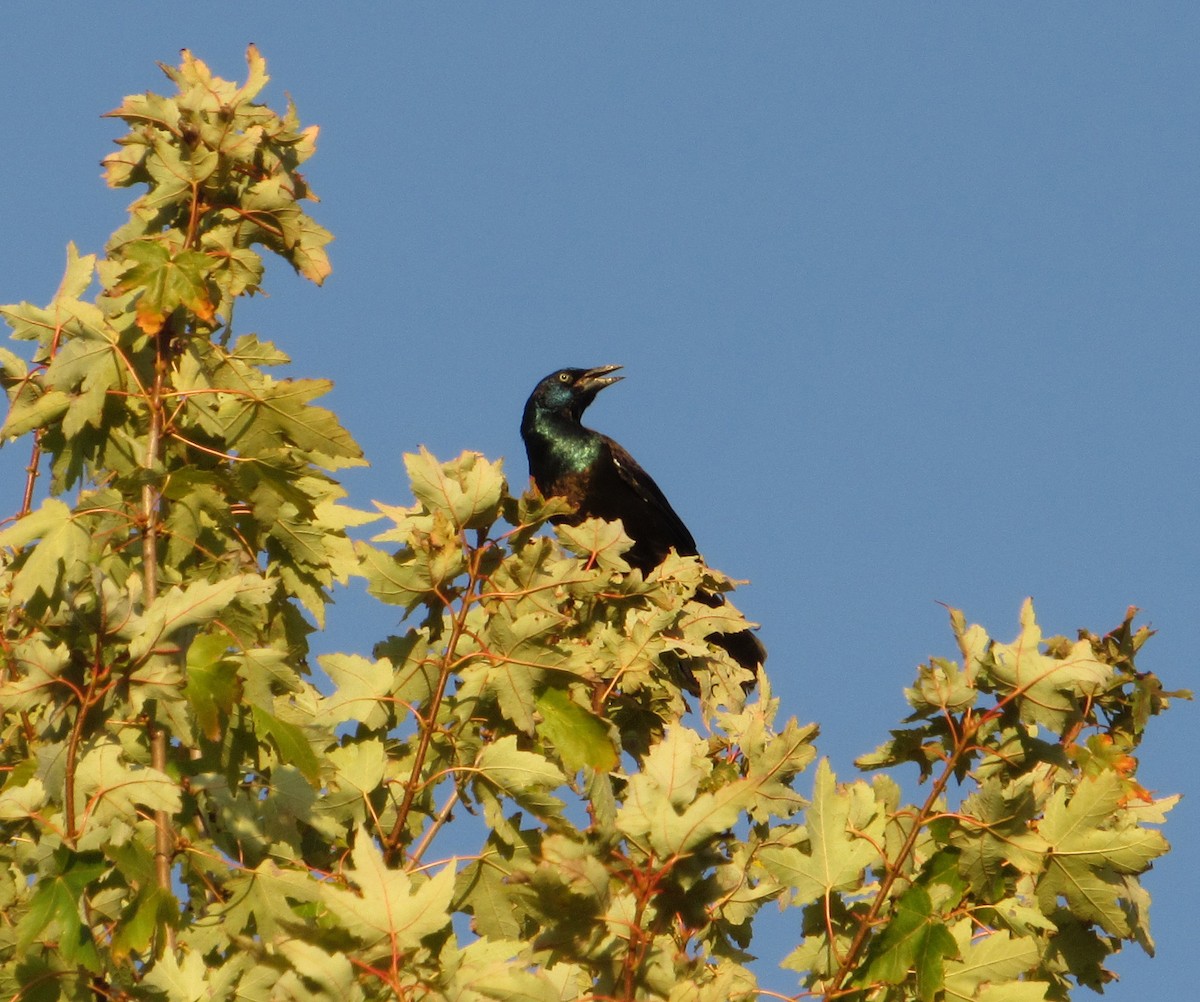 Common Grackle - Debbie and Mark Raven