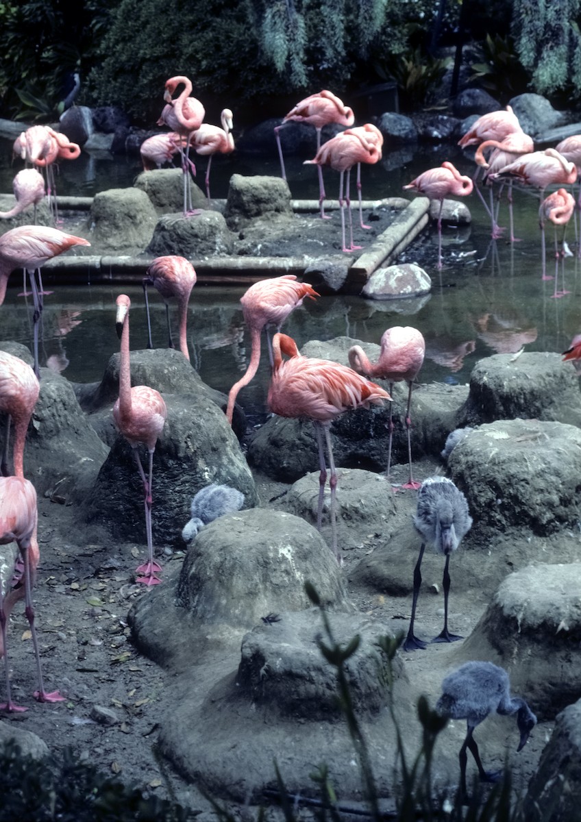 Amerika Flamingosu - ML724135