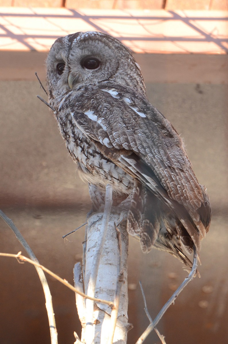Tawny Owl (Tawny) - Juan José  Bazan Hiraldo