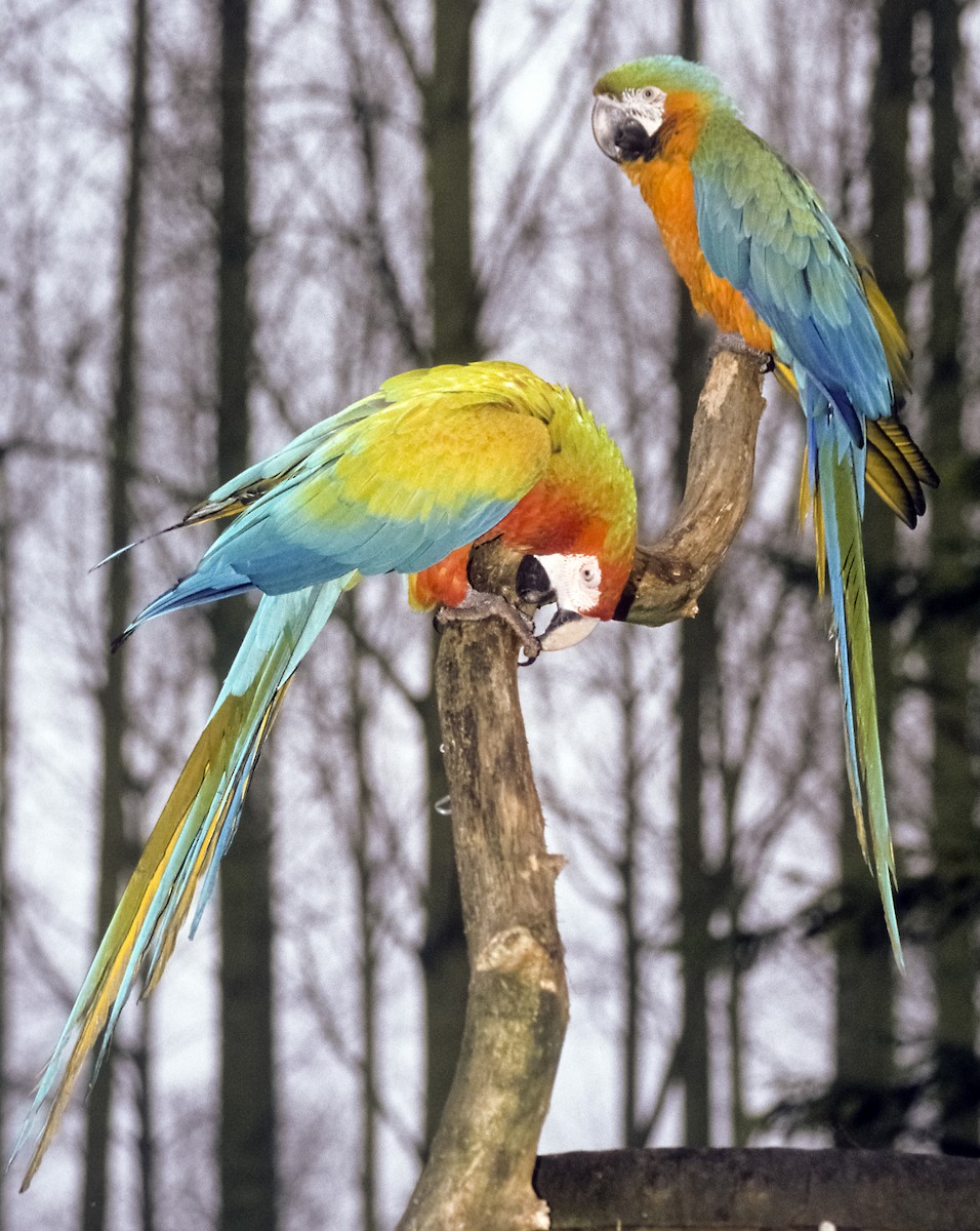 Blue-and-yellow x Scarlet Macaw (hybrid) - ML724141