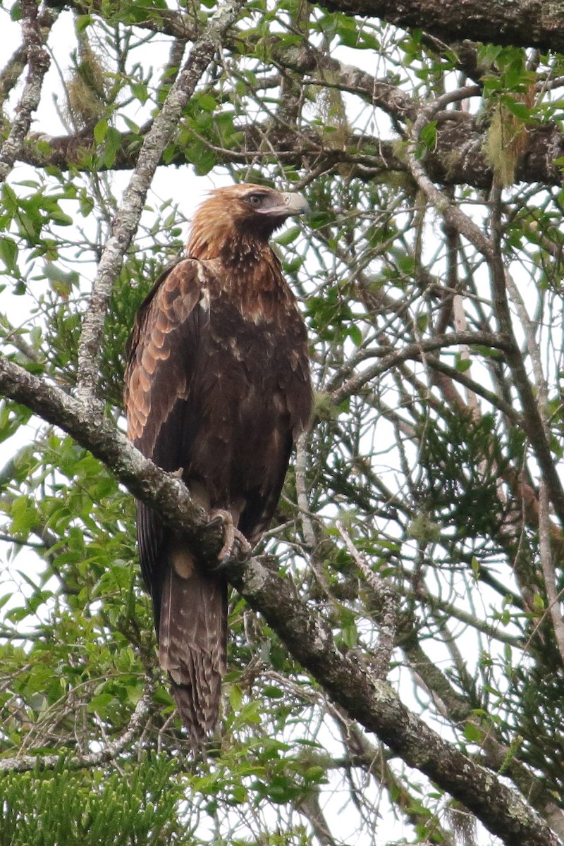 Wedge-tailed Eagle - Chris A