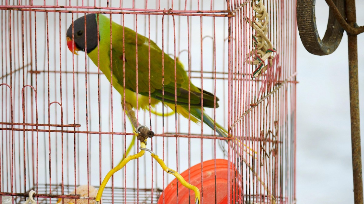 Finsch Yeşil Papağanı - ML724146