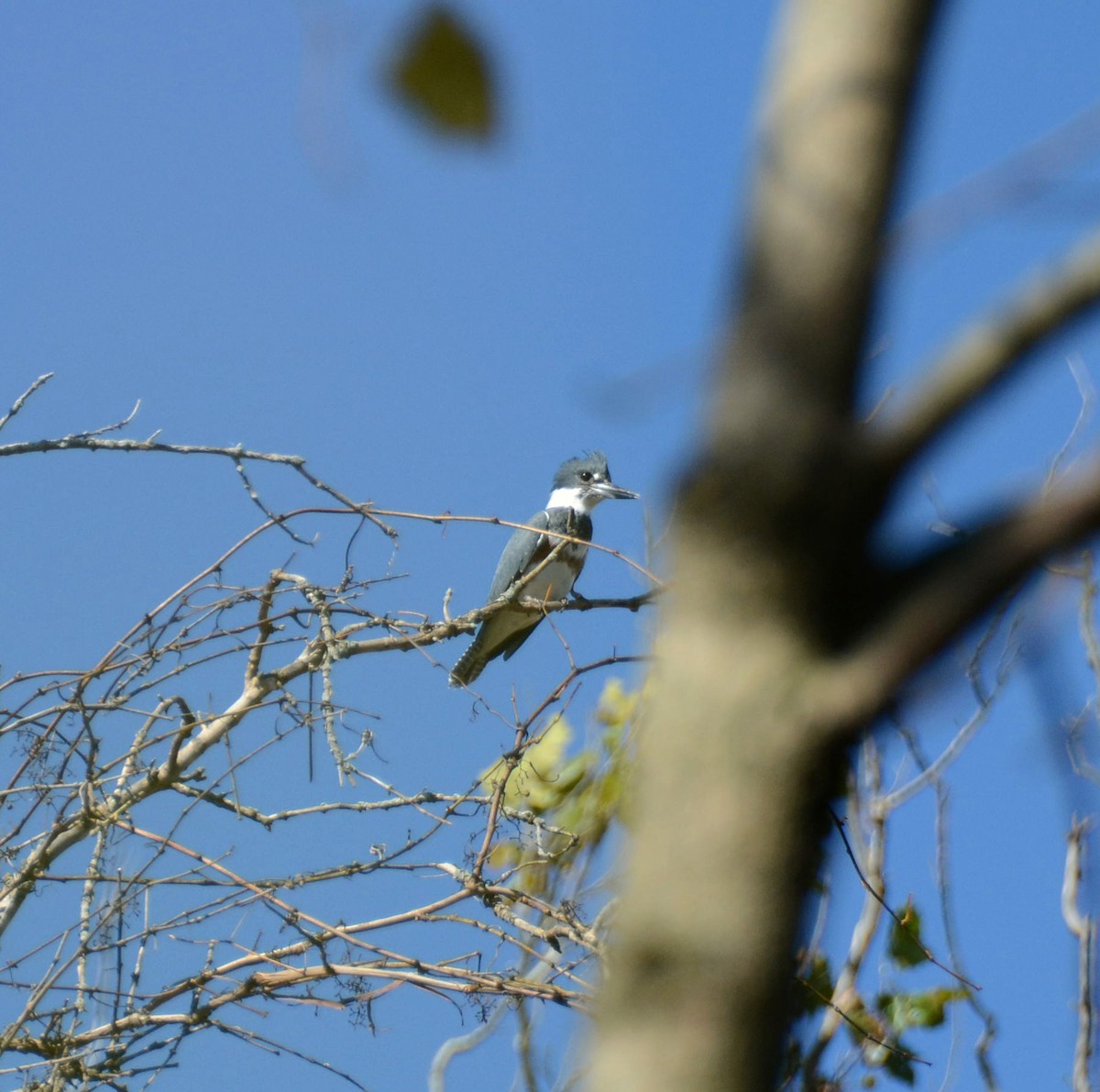 Belted Kingfisher - ML72414831